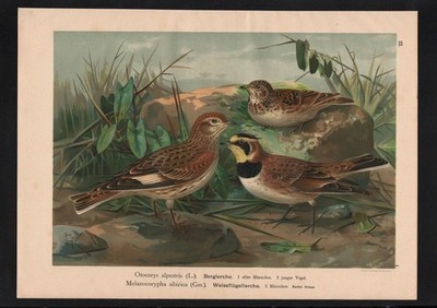 1880 - Berglerche Lerche lark Vogel Vögel bird birds Farblithographie Naumann