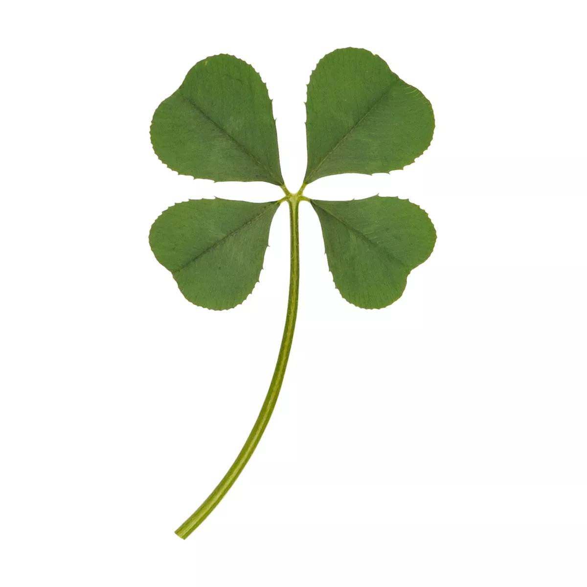 Real four leaf clover charm sale