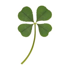 Real 4 Four Leaf Clover Irish Good Luck Charm Lucky Amulet Fortune Dry Pressed L