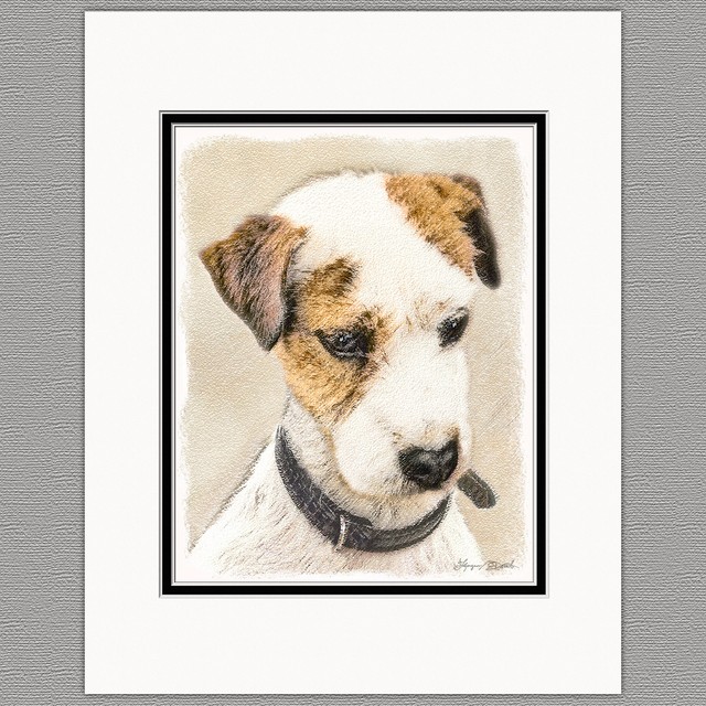Parson Jack Russell Terrier Broken Coat Original Art Print 8x10 Matted
