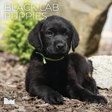 Black Lab Puppy Wall Calendar 2026 | 12" X 24" Open | Dog Calendar Photography T
