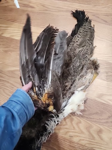 Piel de piel de cola plumas de gallina de pavo real azul Indy BX38 - Imagen 3 de 4