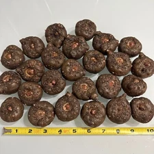 Amorphophallus 'Konjac' Voodoo Lily Corpse Flower Arum Bulbs Tubers Corms