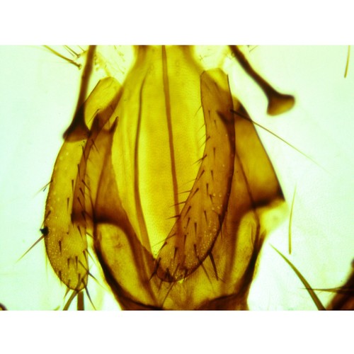 1600X Binocular Laboratory Compound Microscope+Slides+Covers+Lens Cleaning Paper - Picture 8 of 8