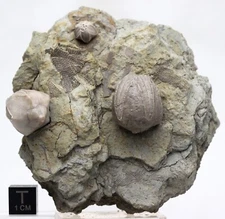 BLASTOID FOSSIL PLATE Sea Life Matrix Mineral Specimen Echinoderm ILLINOIS RARE