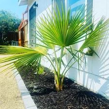 Sabal Palm ‘Oregon Hybrid’ Palm Tree - COLD HARDY