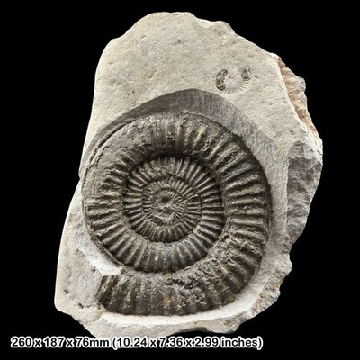 Pararnioceras alcinoeforme Ammonit Fossil Black Ven Lyme Regis Juraküste