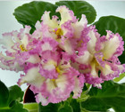 African Violet Plant ~ LE-Zolatoi Roskush — photo 1