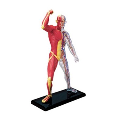 Human Muscle Anatomy Model Medical Teaching Tool Laboratory Education Toy