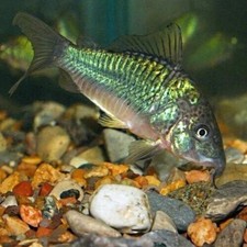 Group of 6 Green Emerald Corydoras aeneus free 2 day shiping