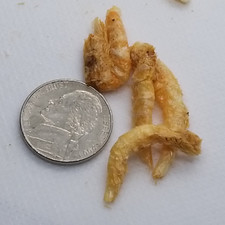 Freeze Dried Jumbo Krill Superba and Siftings   1.5 to 2 inch   Color Enhancing
