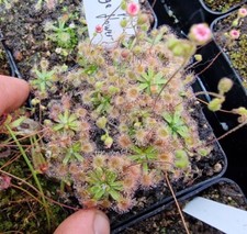 Drosera pulchella, fleischfressende Pflanzen,karnivoren,sonnentau,Zwergsonnentau