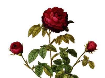 1990 Vintage Print Rose Flower Rose Gallica Agatha Violacea Floral Roses