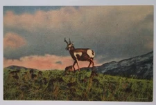 Colorado Postcard Original Denver Antelope Deer Mountain Range