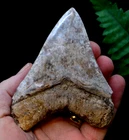 #38,   BEAUTIFUL  4.2" ,   MEGALODON SHARK TOOTH, BEST VALUE MEGS ,U.K