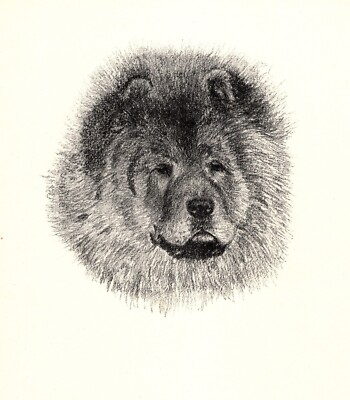 Antique Chow Print Champion Choonam Hung Kwong 1935 Wardle Chow Art CFW 5771m