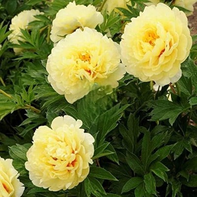 Imported Winter Peony Imported Flower pack of 2