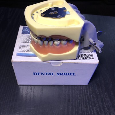 Dental Typodont Anatomy Educational Model Universal Plate 860 ARTMED