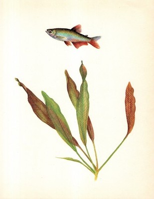 Vintage Tropical Aquarium Fish Print Red Finned Tetra Aquarium Fish Art 6618-66