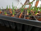 Egyptian Walking Onion Plant Plants - Heirloom Perennial onions