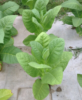 price of hand rolling tobacco in uk Look Out Virginia Hand Rolling Tobacco 40g | Buy Online