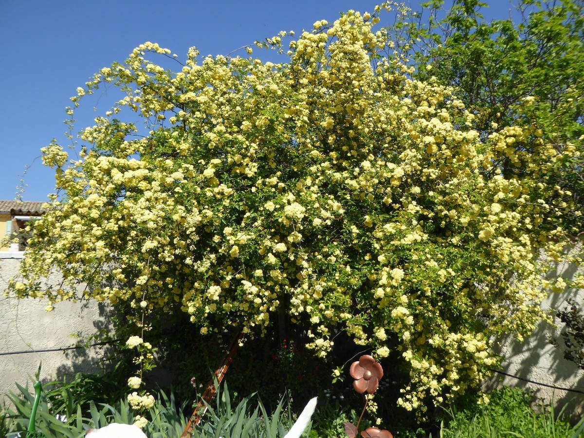 Rosier de Banks Jaune à floraison sans épines cascade de fleurs jaunes