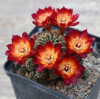0016 kakteen sulcorebutia canigueralii BB0343.01