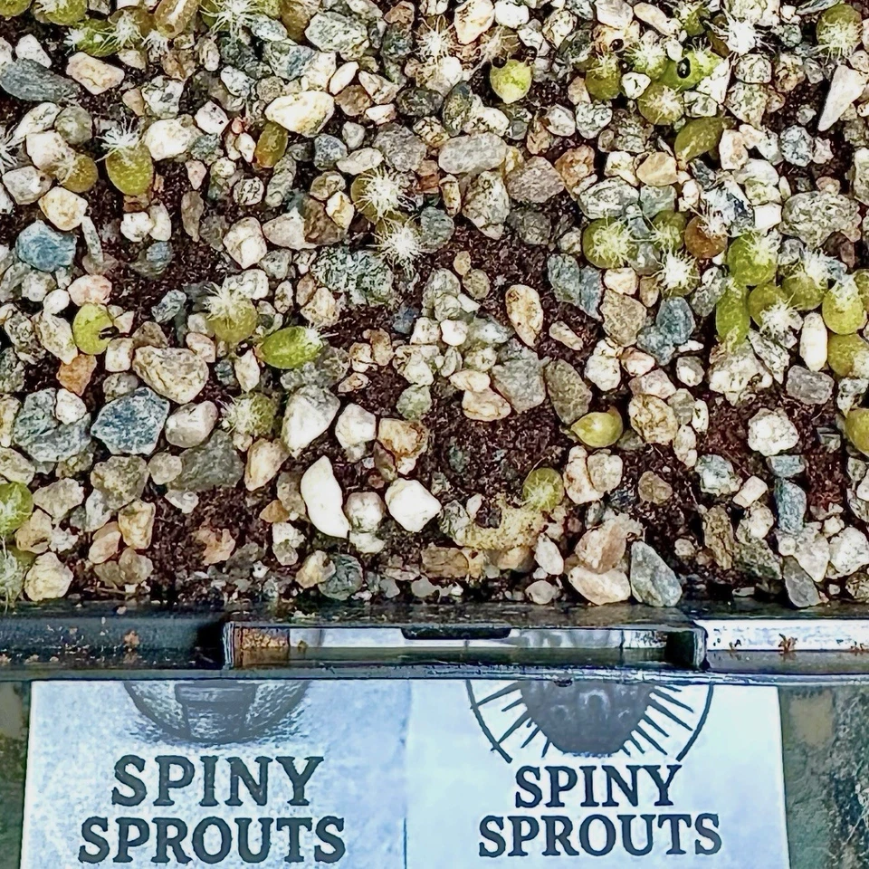 SEMENTES RARAS (10pk) Turbinicarpus Pseudopectinatus v Valdezianus x10 VENDEDOR DOS EUA - Imagem 2 de 3