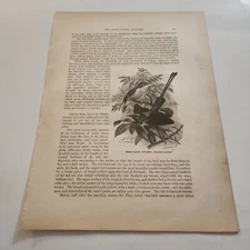 Fiery Tailed Sun Bird & Collared Sun Bird c. 1885 Engraving Print (315)