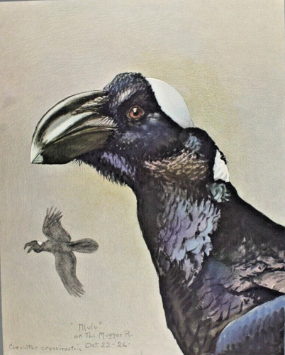 1930 Louis Fuertes Thick Billed Raven Print Special Publication Abyssinian Bird
