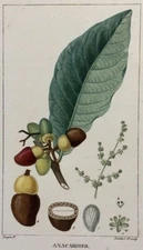 CASHEW NUTS CASHEW NUTS KITCHEN RECIPES DRIED FRUIT DRY FRUITS 