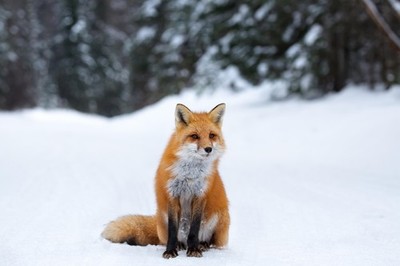 Red Fox in Snow Photo Photograph Cool Wall Decor Art Print Poster 18x12