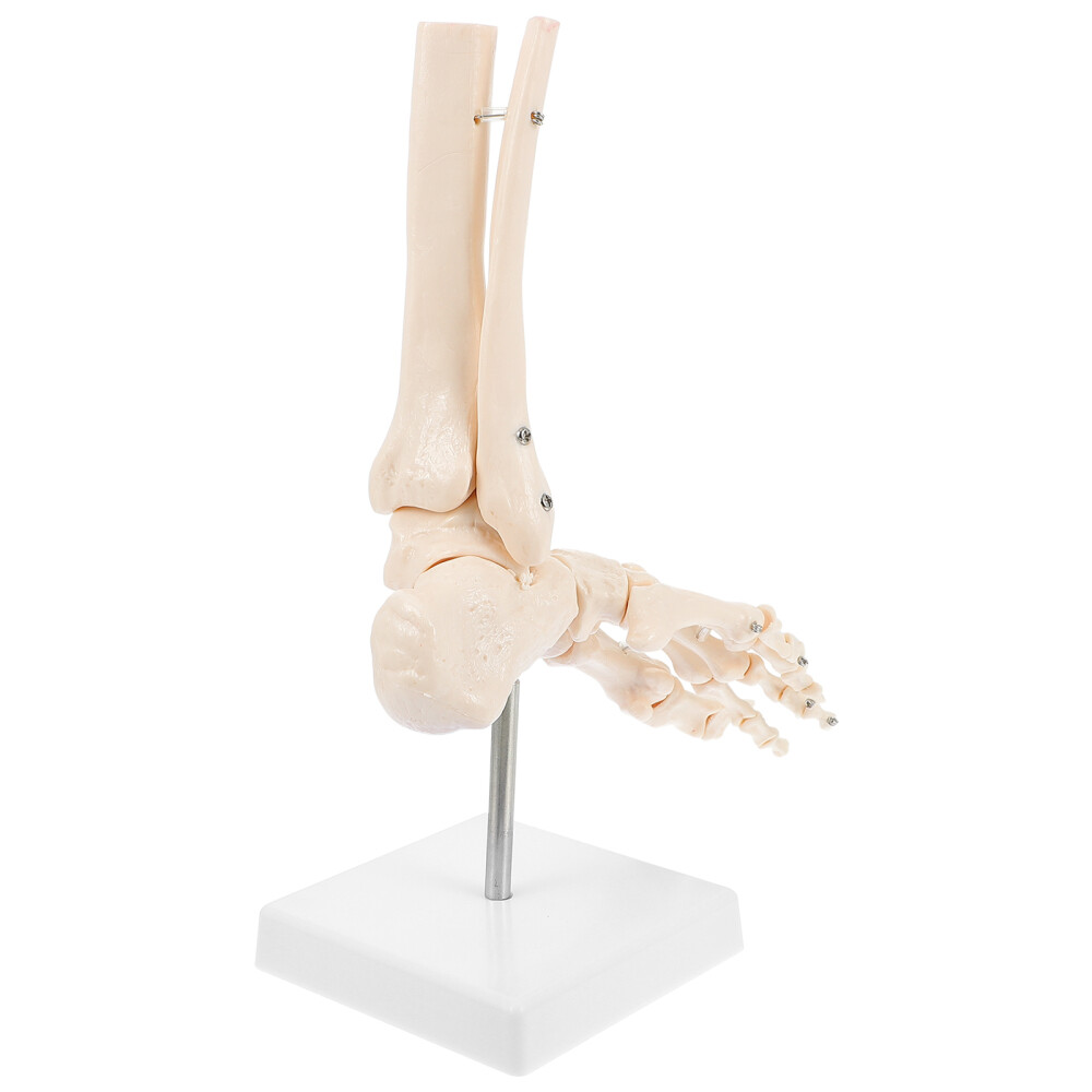 Fuß Anatomie Anatomiemodell Menschliches Skelettmodell Molekular