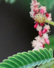 Acacia concinna | Shikakai | Soap Pod | 5_Seeds