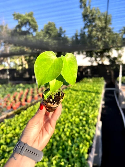 Monstera Deliciosa Plug | Indoor and Outdoor Live Tropical House Plant | Starter - Image 2 of 4