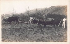 PUERTO RICO - Oxen Pulled Wooden Plow & Farmers - REAL PHOTO PC - 1910s