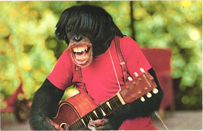 Miami FL Monkey Jungle Chimp Show Guitar Chrome Postcard 1954 Unused