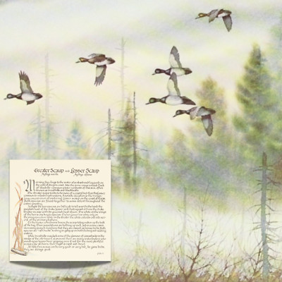 SCAUP BLUEBILL DUCK Lithograph David HAGERBAUMER Color Game Bird Print Art 10x11