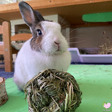 Timothy Grass Chew Toy for Bunny Rabbit Guinea Pig Chinchilla Degu Hamster