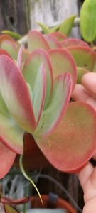 Flapjack Kalanchoe Succulent paddle LIVE plant