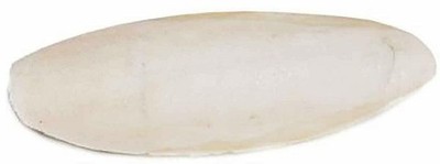 6 inch Bulk Cuttlebone - 25 per Box with Holder, Large