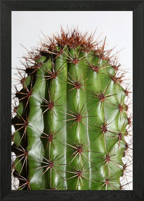 Cactus close up background Framed Wall Art Poster Canvas Print Picture