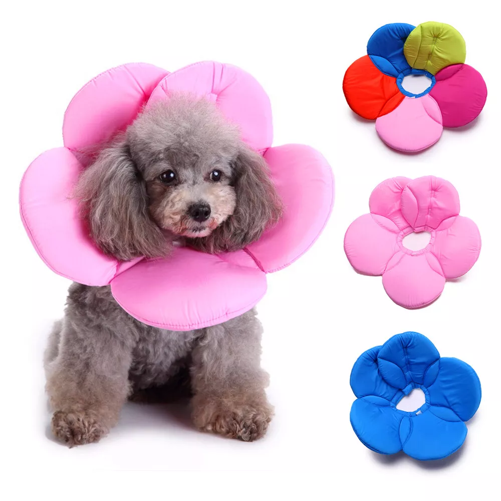 Flower dog cone 2025