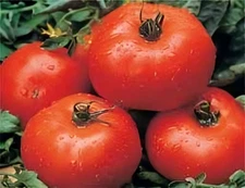 Tomato Ace 55 Great Heirloom Garden Vegetable by Seed Kingdom 600 Seeds