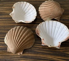 4 Scallop Shells Curved Gold tone painted backs 11cm