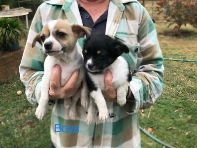 gumtree chihuahua dogs for sale