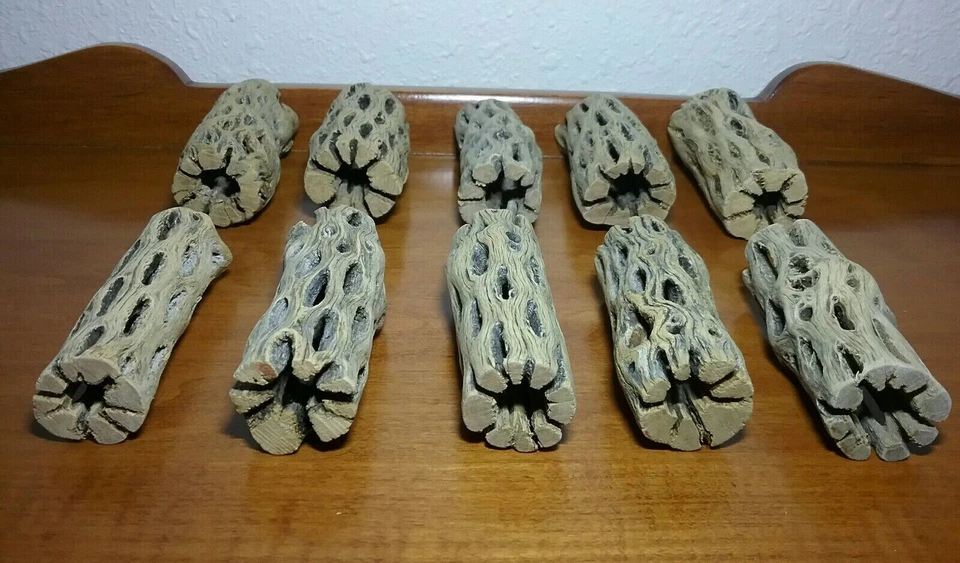10 pieces CHOLLA Wood 3" L (~1" thick) | CLEANED! | Shrimp Aquarium | Air Plant - Image 3 of 4