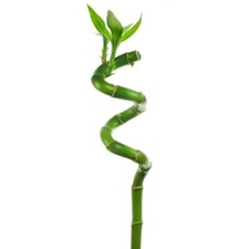 5 x Lucky Bamboo 40cm Spiral Stems For Indoor Plant Pot Garden Windowsill Bowl