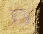 Rare Unknown Arthropod Fossil, Lower Cambrian, Chengjiang Biota