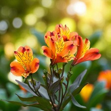 Alstroemeria Bare Roots - Peruvian Lily Pollinator Friendly Flowering Shrubs